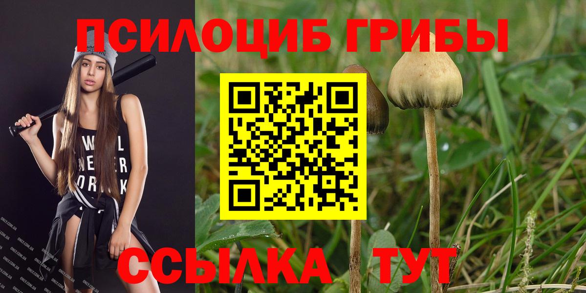Псилоцибиновые грибы Cubensis Грязи